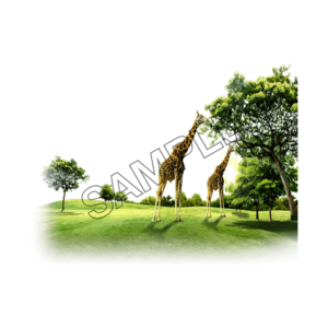 giraffe grazing grass sample image png