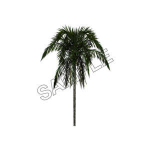 palm hanging branches tree sample image png