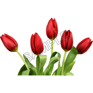 tulip red color sample image png