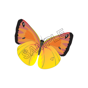 butterfly orange color sample image png