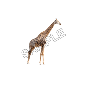 camel sample image png