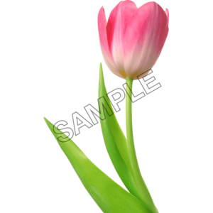 tulip pink color single flower sample image png