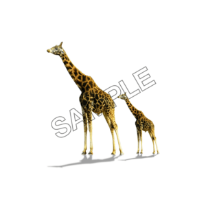 giraffe pair sample image png