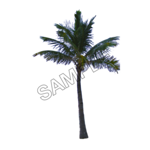 palm tree, nature, summer, png,