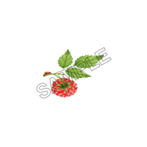 raspberry delightful sample image png