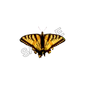 butterfly brown color sample image png