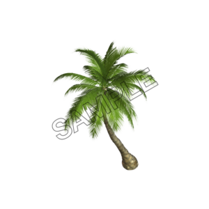 Ocean palm tree sample image png