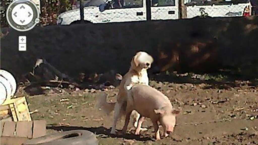 dog humping a pig on google maps