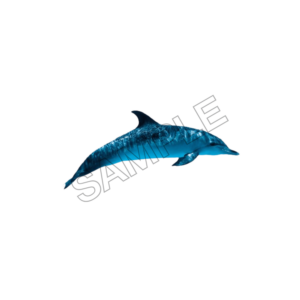 dolphin sample image png