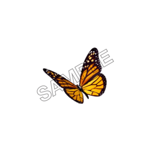 happy Butterfly sample image png 