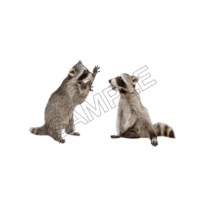 animals raccons word sample png