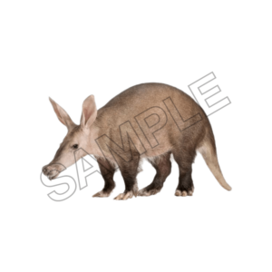 Aardvark sample image png