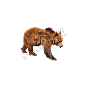 animals sample image png