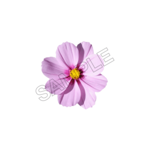 flowers and bouquets sample image png