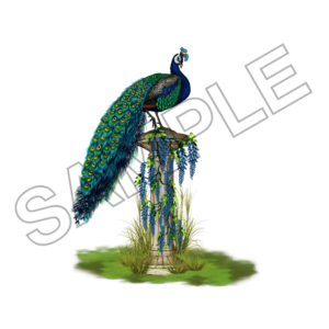 peacock sample image png