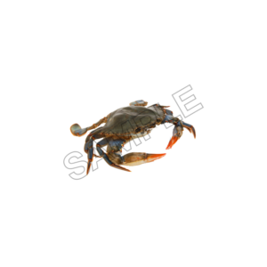 crabs sample image png