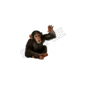 monkey sample image png