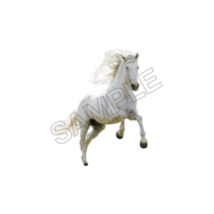 horse sample image png