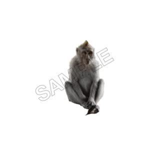 monkey sample image png