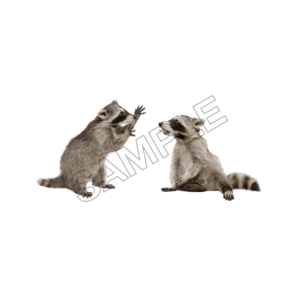 raccoon ,sample image png