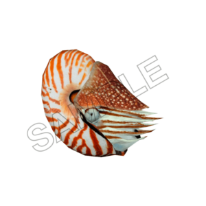 ocean underworld animals sample image png