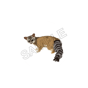 raccoon ,sample image png