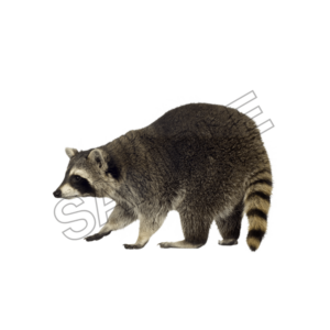 raccoon ,sample image png