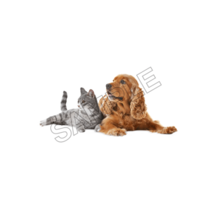 pets sample image png