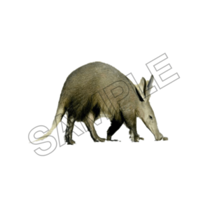 Aardvark sample image png