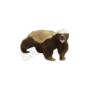 badger sample image png