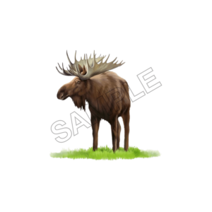 animals sample image png