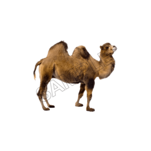 animals sample image png