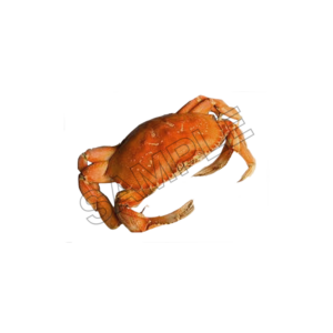 crabs sample image png