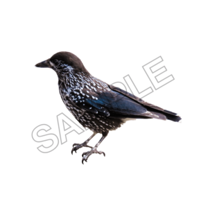 starling bird sample image png