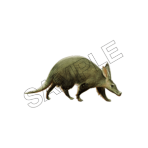 Aardvark sample image png