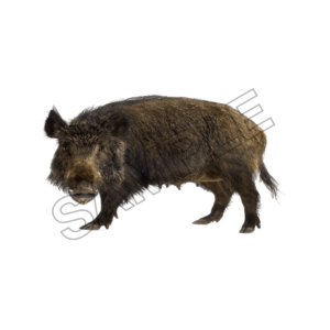 wild boar sample image png