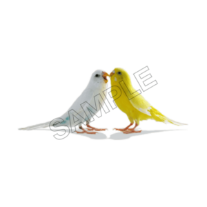 love birds sample image png