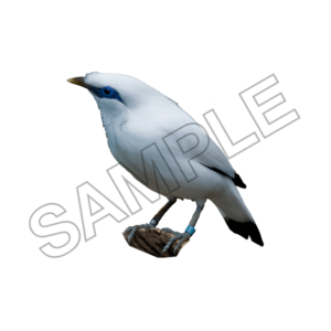 starling bird sample image png