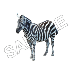 zebra sample image png