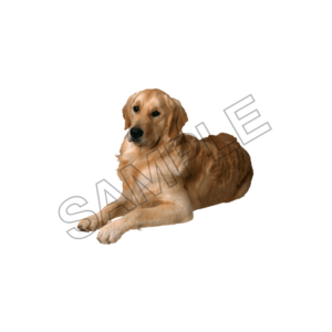 pets sample image png