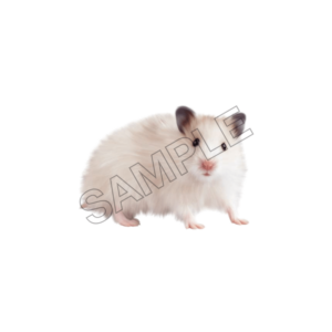 animals sample image png