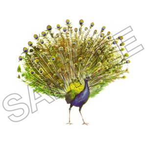 peacock sample image png