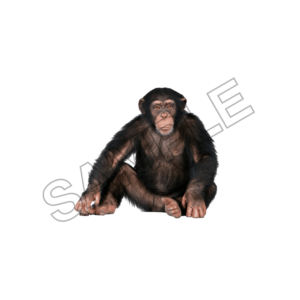 chimpanze , animal, png