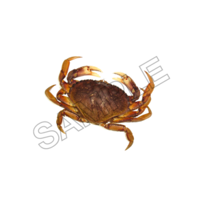 crabs sample image png