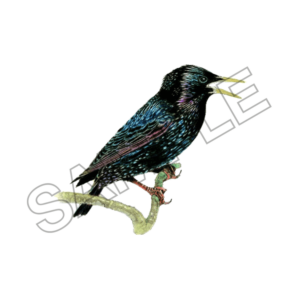 starling bird sample image png