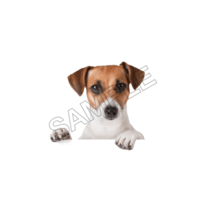 pets sample image png