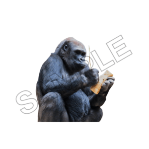 chimpanze sample image png