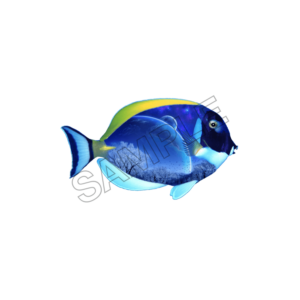 fish sample image png