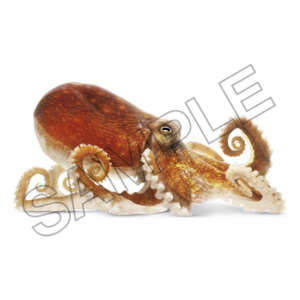 octopus sample image png