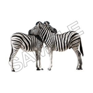 zebra sample image png